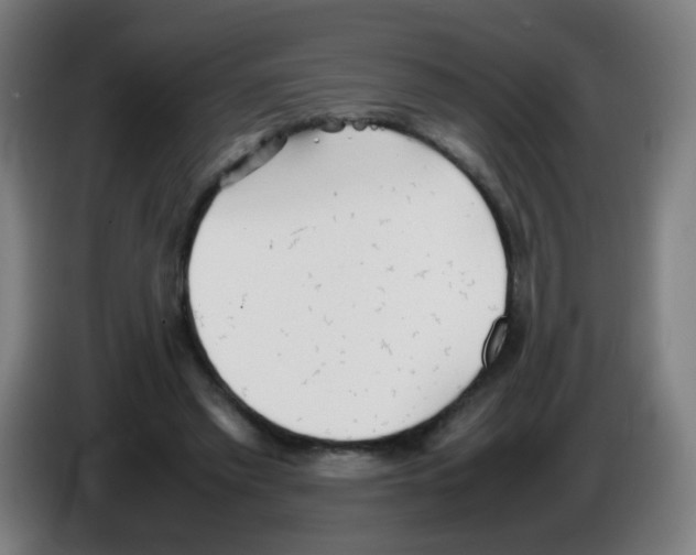 X0000086230397200704261900