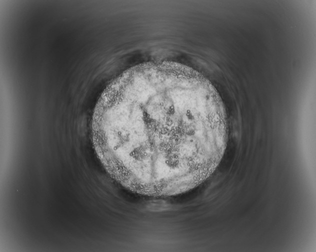 X0000086230519200704261859