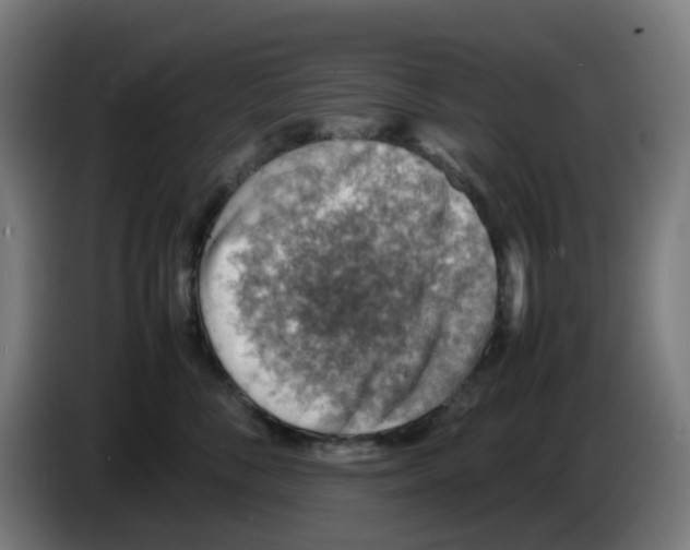 X0000086230716200704261856