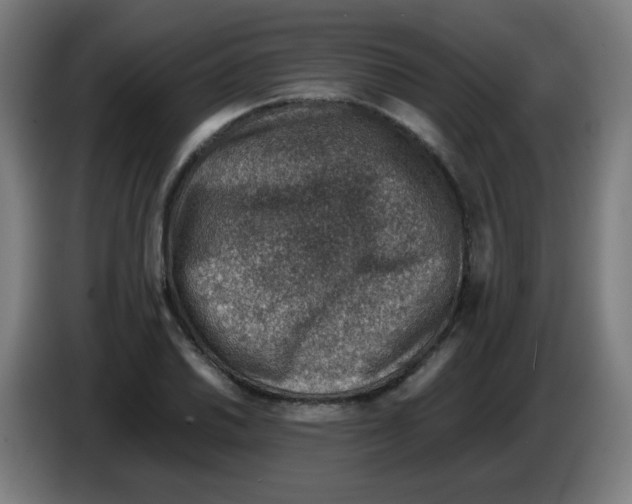 X0000086231030200704261852