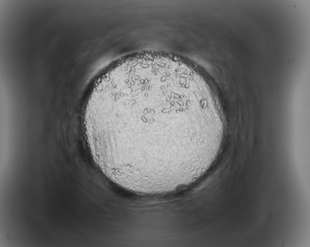 X0000086231263200704261849