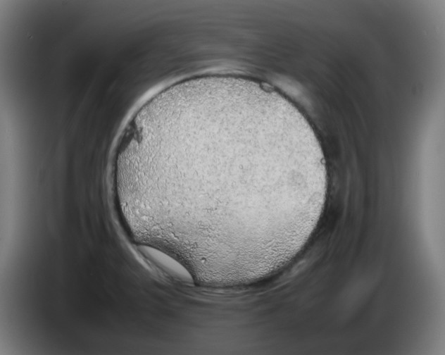 X0000086231375200704261848