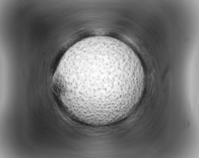 X0000086240307200703291011