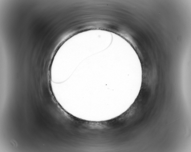 X0000086240807200703291004
