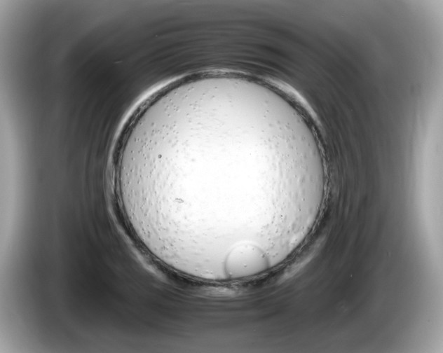 X0000086241125200703290959