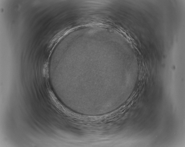 X0000086240002200703291407