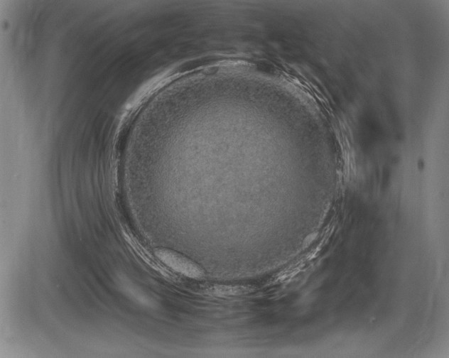 X0000086240149200703291404