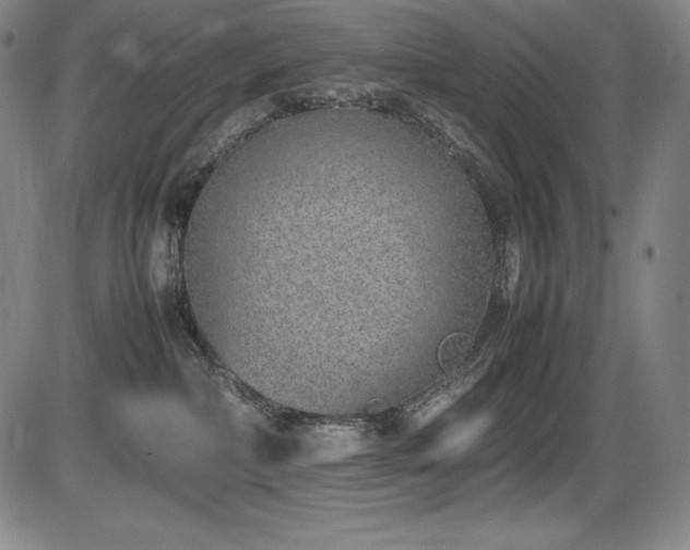 X0000086240236200703291403