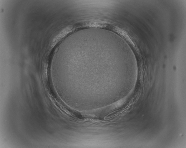 X0000086240299200703291402