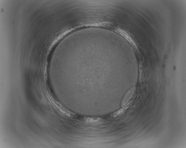 X0000086240346200703291401