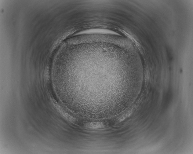 X0000086240353200703291401