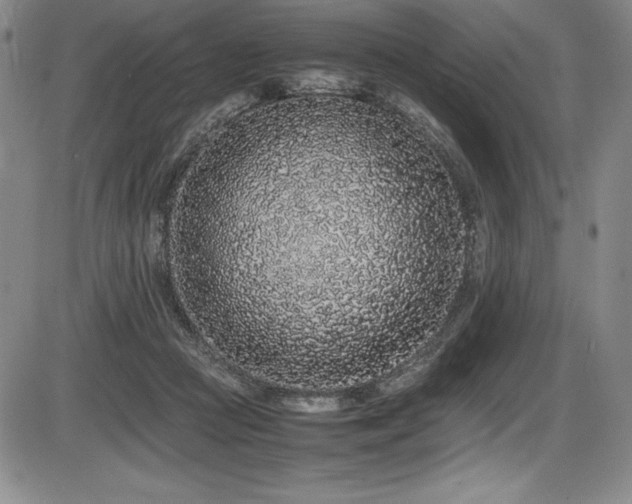 X0000086240361200703291401