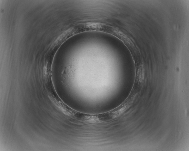X0000086240424200703291400