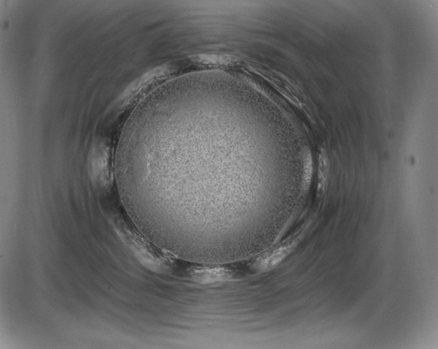 X0000086240428200703291400
