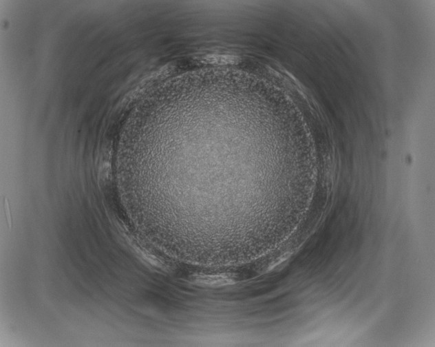 X0000086240553200703291358
