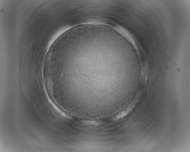 X0000086240855200703291353