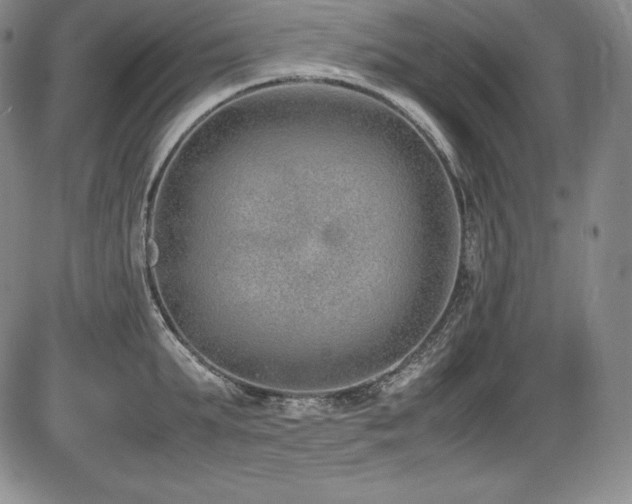 X0000086240903200703291352
