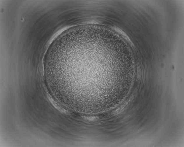X0000086241031200703291350