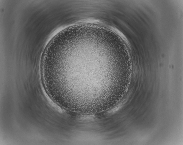 X0000086241055200703291350