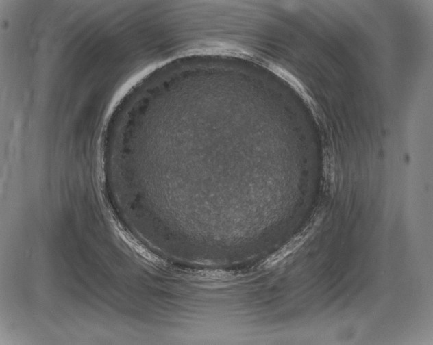 X0000086241120200703291348