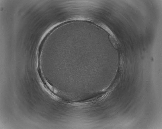 X0000086241132200703291348