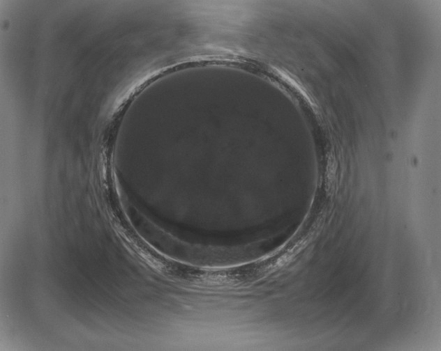X0000086241455200703291343