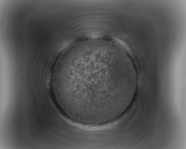 X0000086240018200704051229