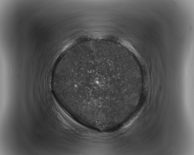 X0000086240585200704051221