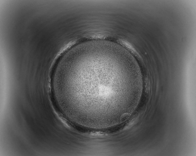 X0000086240634200704051219