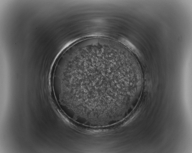X0000086240892200704051216
