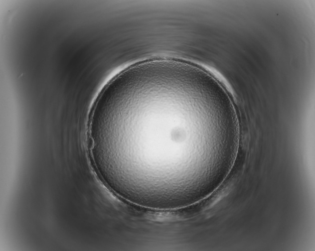 X0000086240903200704051216