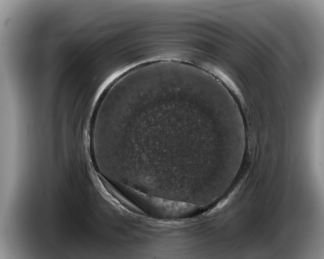 X0000086240944200704051216