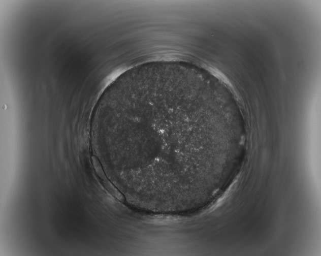 X0000086241081200704051213