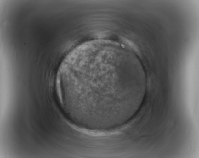 X0000086240018200704121941
