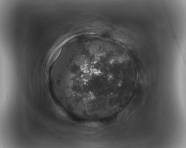 X0000086240247200704121938
