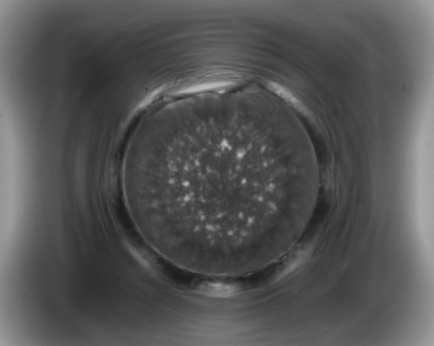 X0000086240352200704121937