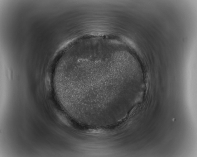 X0000086240688200704121934