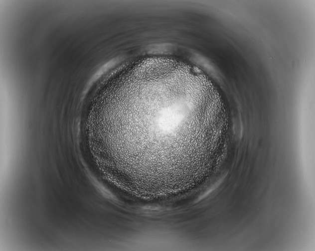 X0000086240725200704121933