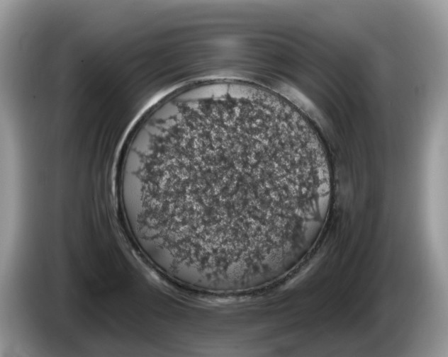 X0000086240892200704121931