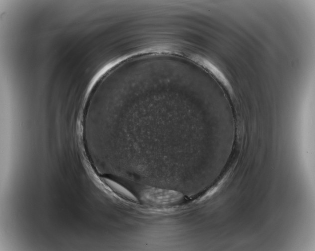 X0000086240944200704121931