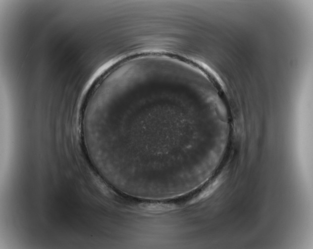 X0000086241077200704121929