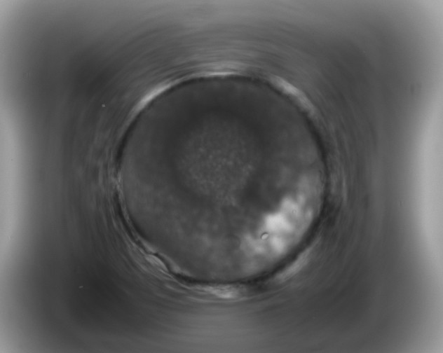 X0000086241457200704121925