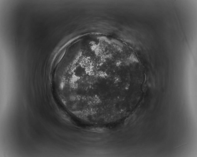 X0000086240247200704191827