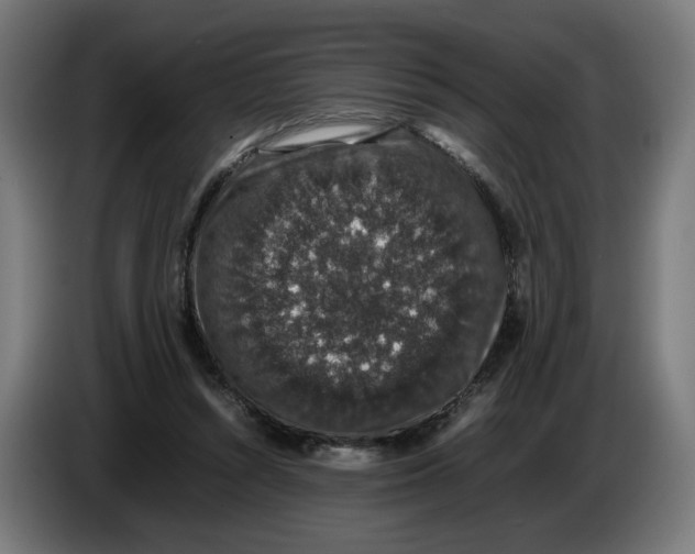 X0000086240352200704191826