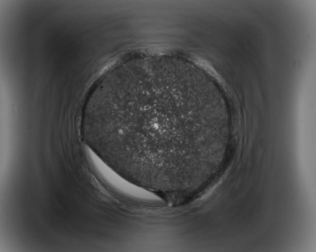 X0000086240585200704191823