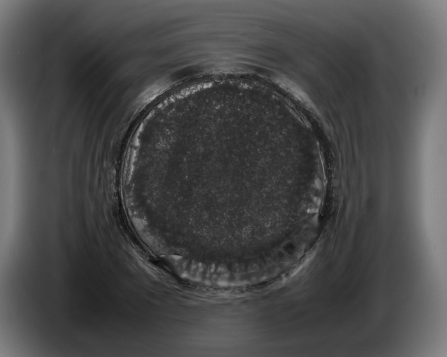 X0000086240881200704191819