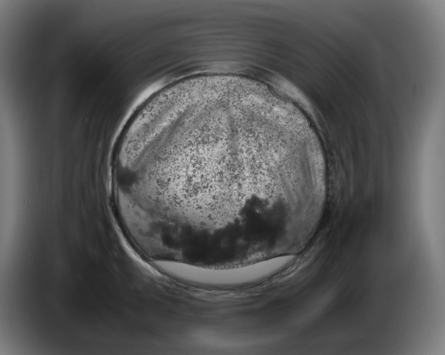 X0000086241095200704191816