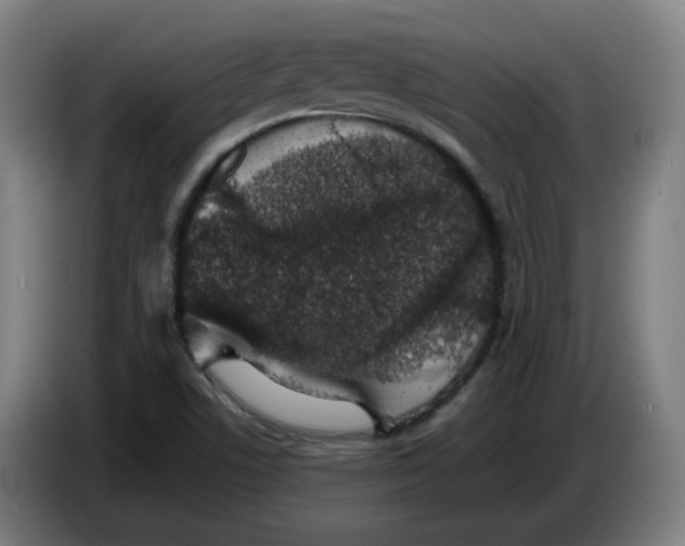 X0000086241506200704191810