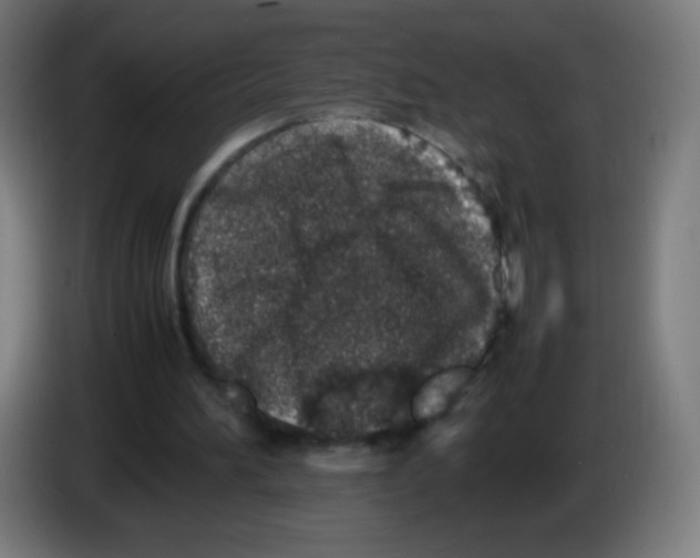 X0000086240196200704261923