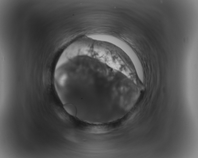 X0000086240303200704261921